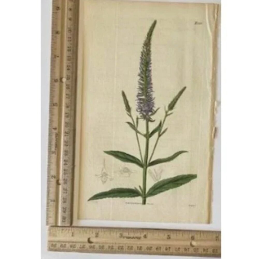Antique Orchid Color Lithograph: Flowered Speedwell